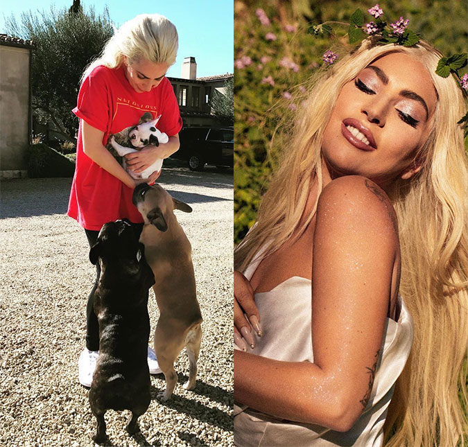 Boas notícias! Cachorros de Lady Gaga são recuperados dois dias após sequestro