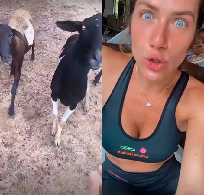 Giovanna Ewbank é <i>atacada</i> por bodes durante passeio: <i>Tive que sair correndo com as crianças no colo</i>