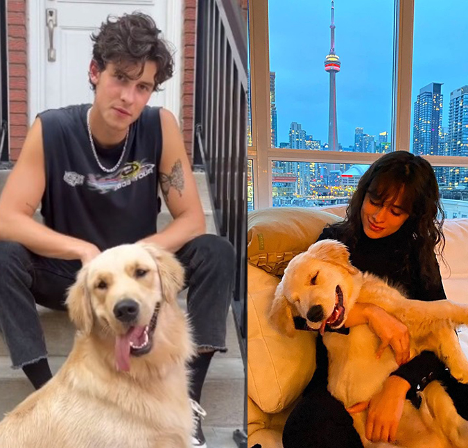 Shawn Mendes está triste com a perda de seu cachorro para Camila Cabello, diz site