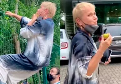 Xuxa Meneghel escala grade de aeroporto para pegar goiaba direto do pé: <I>Dando sopa</i>