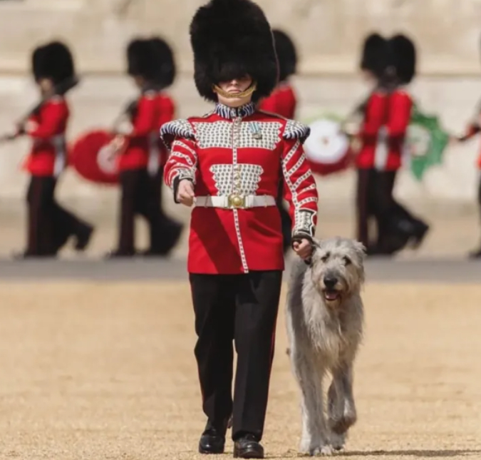 Cachorrinho dá <I>show</i> na abertura do Jubileu de Platina da Rainha Elizabeth II, saiba mais!