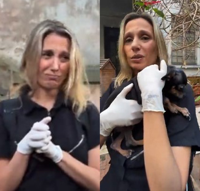 Após resgatar cachorro da <i>mulher da casa abandonada</i>, Luisa Mell relata que equipe sofreu agressão