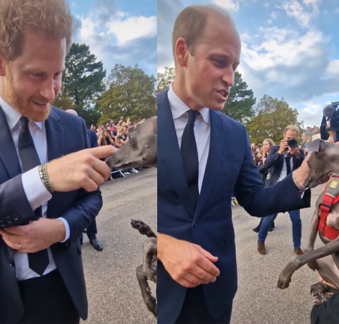 Príncipes Harry e William brincam com cachorrinha durante homenagem à Rainha Elizabeth II: <i>Que fofa</i>