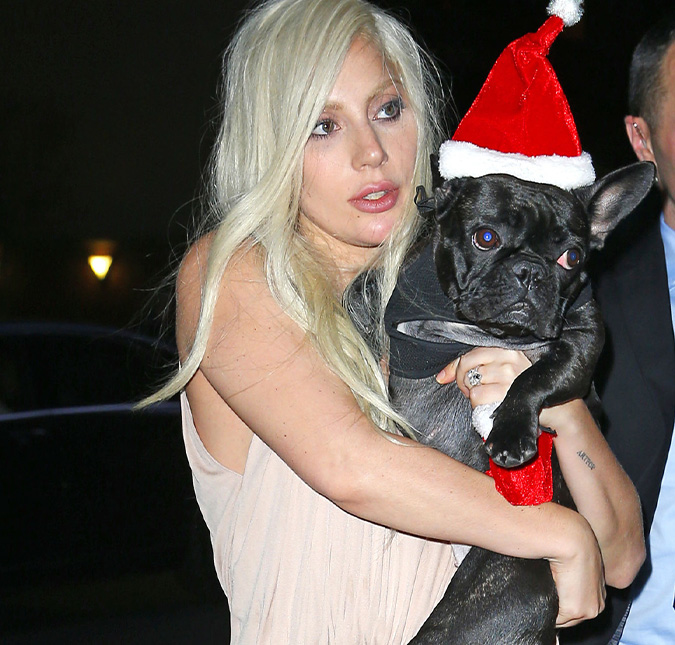 Sequestrador dos cachorros de Lady Gaga é condenado a 21 anos de prisão; entenda!