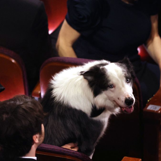 Conheça o Messi, cachorrinho de <i>Anatomia de uma Queda</i>, que roubou a cena no <i>Oscar 2024</i>