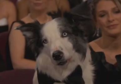 Batendo palmas, fazendo xixi na estrela de Matt Damon... Confira os melhores momentos do cachorro Messi no <I>Oscar 2024</I>