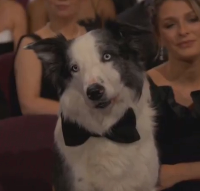 Batendo palmas, fazendo xixi na estrela de Matt Damon... Confira os melhores momentos do cachorro Messi no <I>Oscar 2024</I>