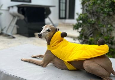 Carnaval bom para cachorro! Inspire-se nas fantasias dos <i>pets</i> dos famosos para aproveitar a folia com o seu melhor amigo
