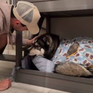 Casal compartilha rotina da noite com os cinco <i>pets</i> e viraliza; veja o vídeo!
