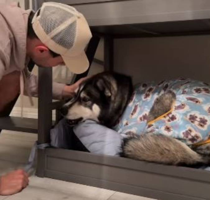 Casal compartilha rotina da noite com os cinco <i>pets</i> e viraliza; veja o vídeo!