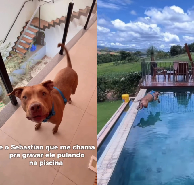 Pitbull viraliza após pedir para dona o gravar pulando na piscina