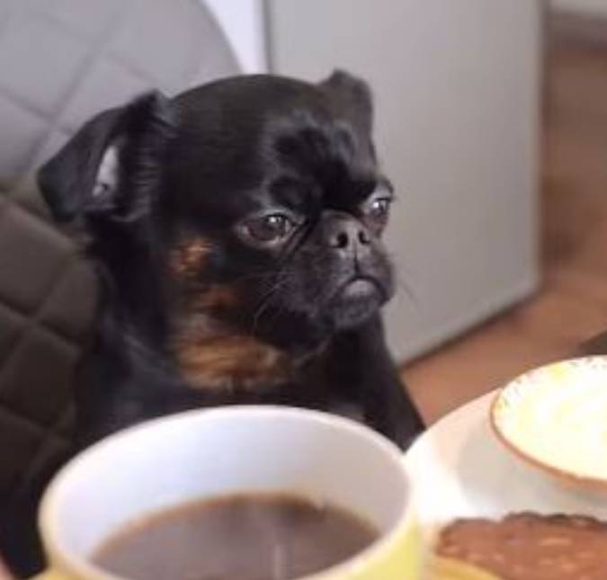 Cachorro diverte a <i>web</i> a fazer expressão inusitada; veja vídeo!