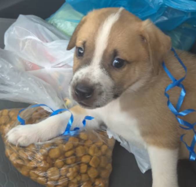 Momento fofura! Cachorrinho viraliza após adoção inusitada