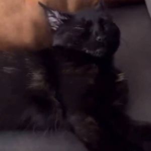 Tadinho! Gato leva susto inusitado durante cochilo e viraliza; assista!