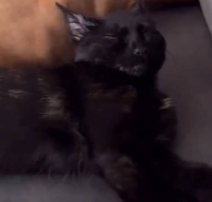 Tadinho! Gato leva susto inusitado durante cochilo e viraliza; assista!