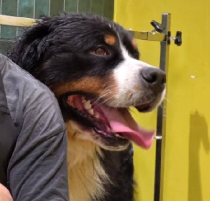 Se cuida, Eminem! Cachorro viraliza ao interpretar música do <i>rapper</i> com tutor
