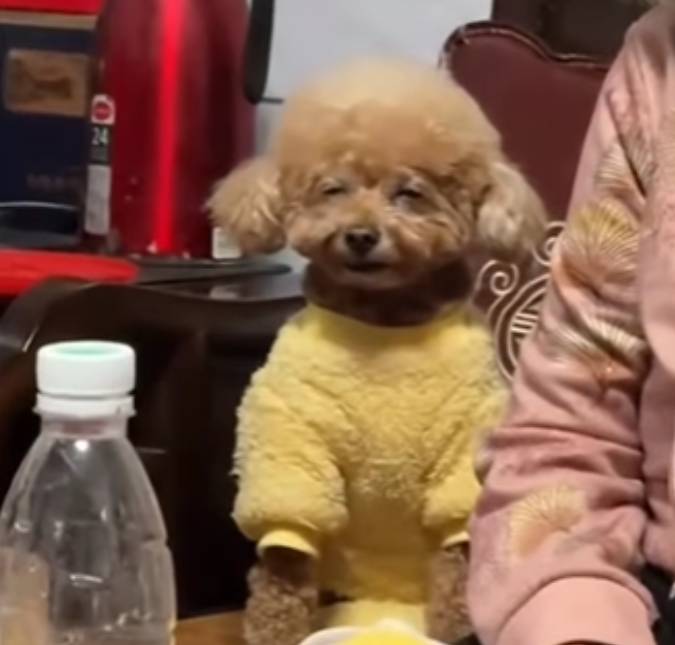 Cachorros viralizam ao tentar imitar seus tutores e divertem a <i>web</i>; veja o vídeo!