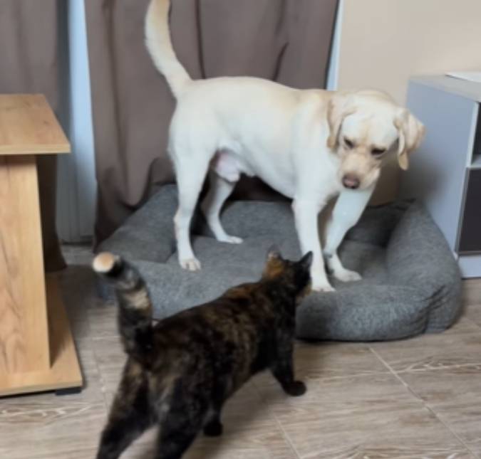 Sem paciência! Gato acaba com brincadeira barulhenta de cão; assista o vídeo!