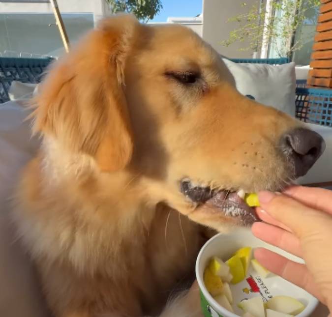Que folga! Cachorro viraliza ao parar de comer quando tutora não oferece comida na boca