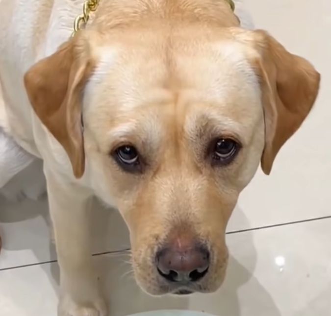 Que dó! Cachorros ficam decepcionados com quantidade de ração e reações chamam atenção