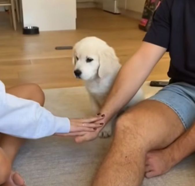 Eles não decepcionam! <i>Pets</i> roubam a cena em nova <i>trend</i> com os donos