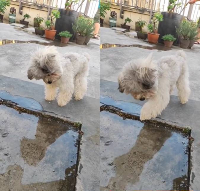 Alerta fofura! Cachorrinho se diverte com reflexo na água e derrete <i>Internet</i>: <i>Fofinho</i>