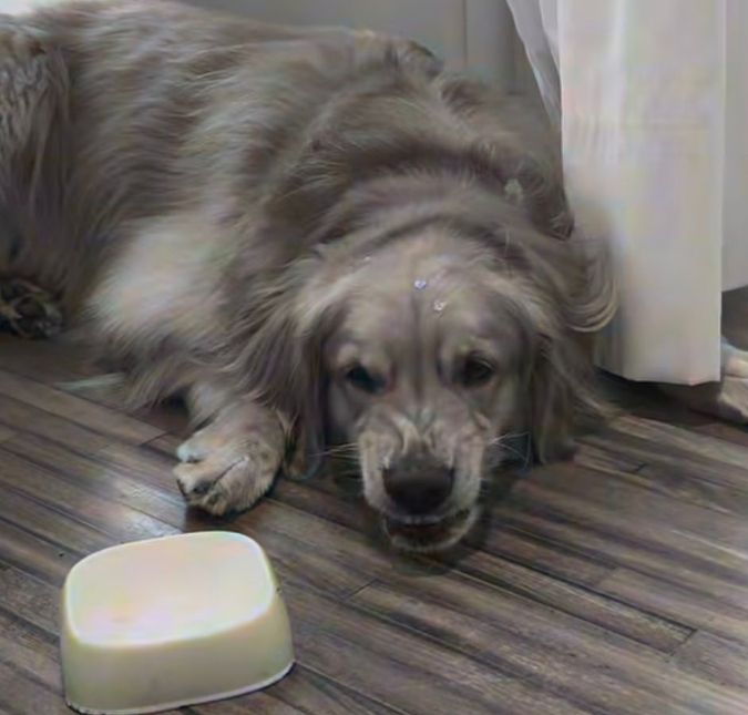 Visitas caninas! Reação de cachorrinha viraliza com chegada de <i>pets</i> em casa