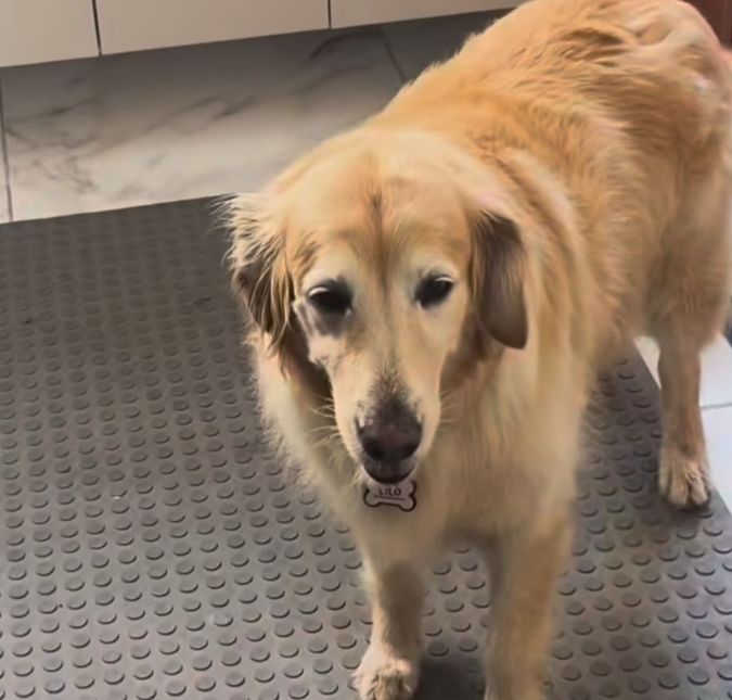 Pé de galinha milagroso! Cachorro faz drama para ganhar petisco e diverte a <i>web</i>