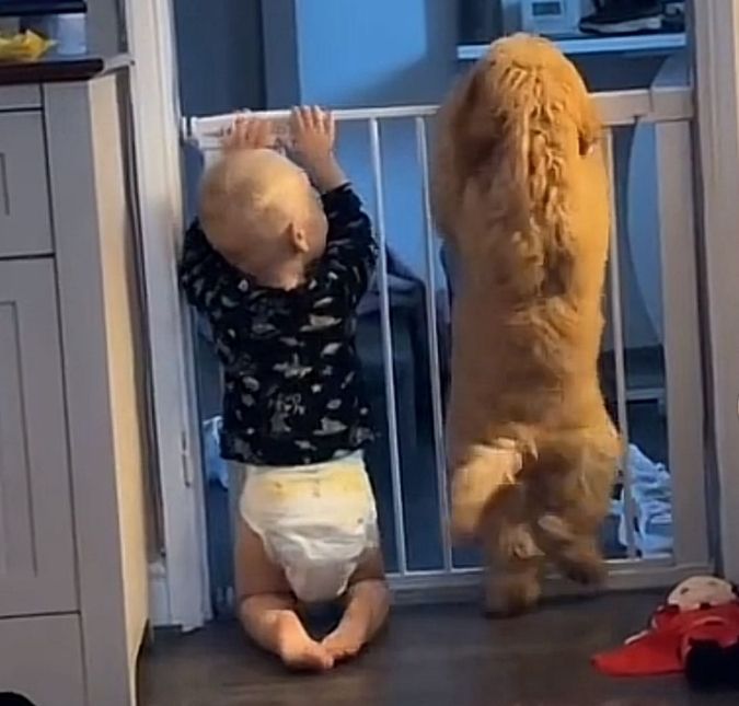 Que dupla! Bebê e cãozinho encantam <i>web</i> com pulos e brincadeiras
