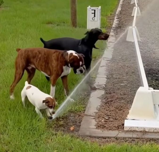 Mangueira, cachoeira e até privada: pets roubam a cena em vídeo refrescante