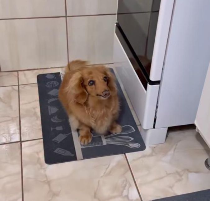 Dancinha da comida! Cachorrinho salsicha encanta com alegria na hora de comer