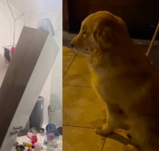 Sente a paz desse lugar! Golden Retriever faz bagunça tremenda e diverte a <i>web</i>