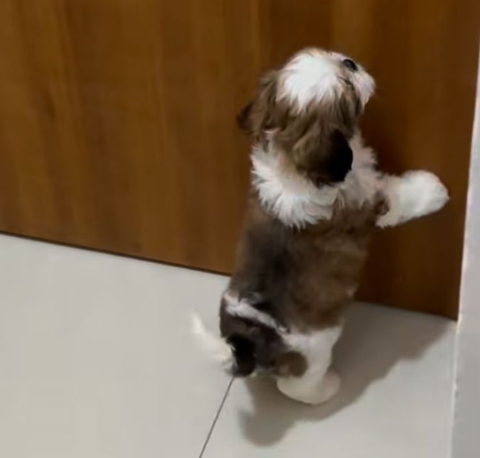 Que gracinha! Cachorrinha encanta a <i>web</i> com charme para deitar na caminha