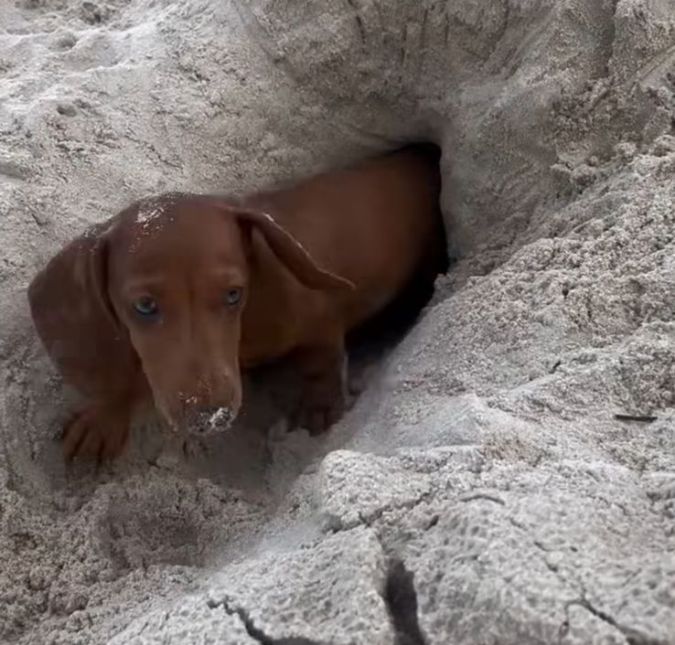 Saudades do verão! Salsichinha aproveita dia de praia e se diverte na areia; assista