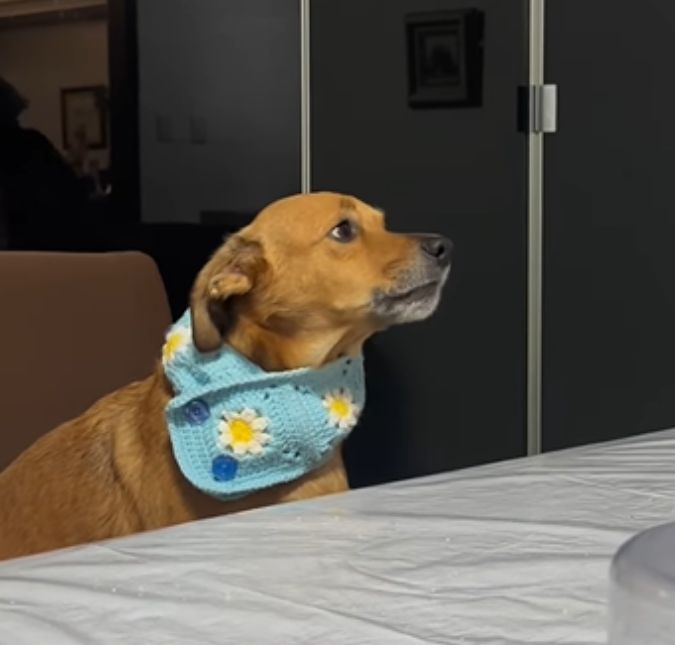 Com cachecol de crochê, cachorrinho charmoso conquista petisco da avó; assista
