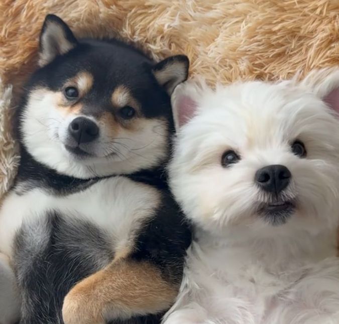 Dia de <i>skin care</i>! Cachorrinhos passam por momento relaxante e encantam com fofura; assista