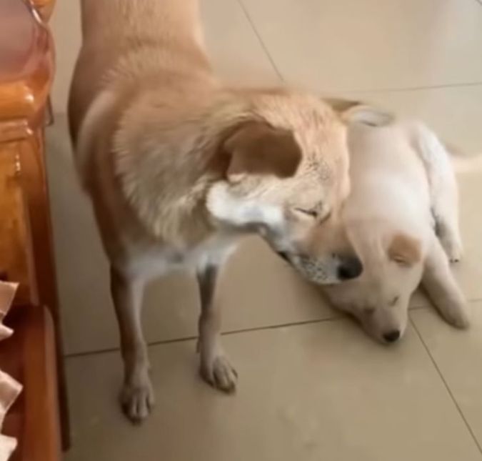 Começou a semana com sono? Cachorrinhos encantam a <i>web</i> em vídeo de pura preguiça