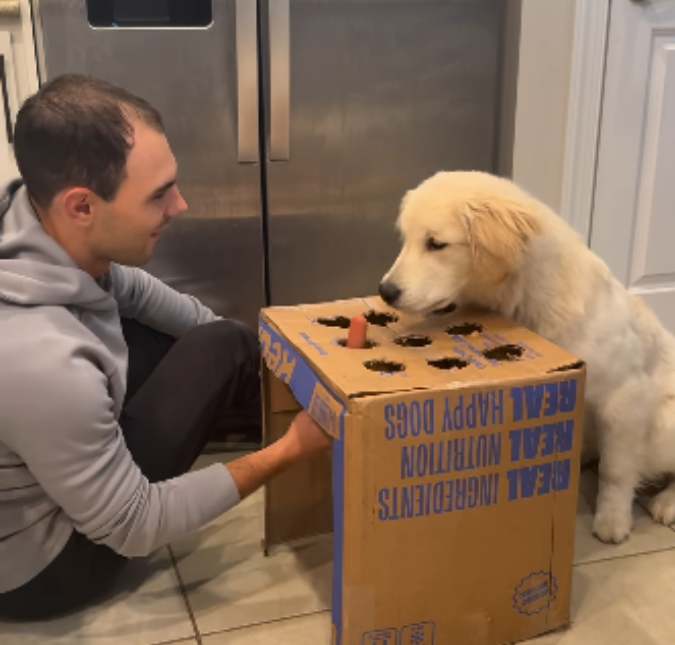 Tutor faz brincadeira com caixa de papelão e reação de cachorro viraliza