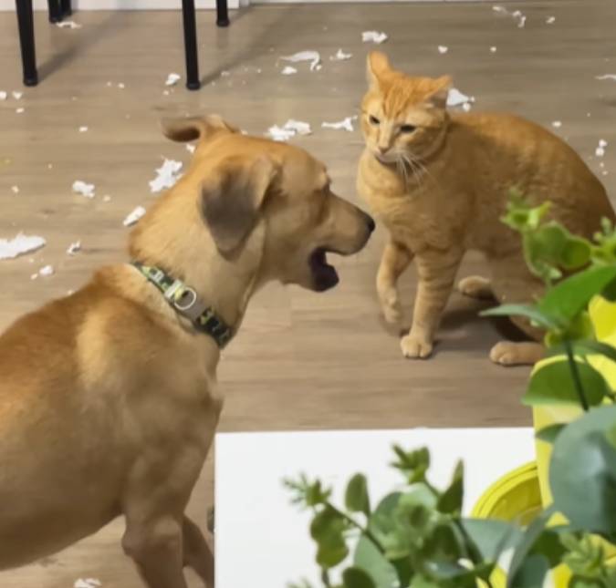 É sempre da cor laranja! Cachorro e gato deixam rastro de bagunça no chão e divertem internautas
