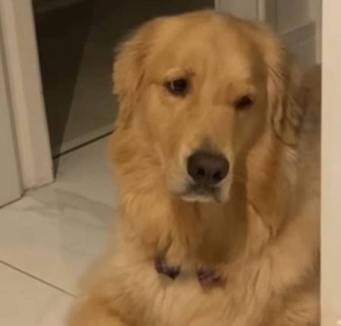 Tutora viaja e manda um recado para cachorro através da <i>Alexa</i> e reação de <i>pet</i> viraliza