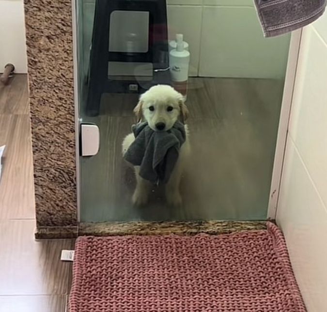 Cachorrinha fica presa no banheiro e conquista <i>web</i> com fofura ao pedir ajuda