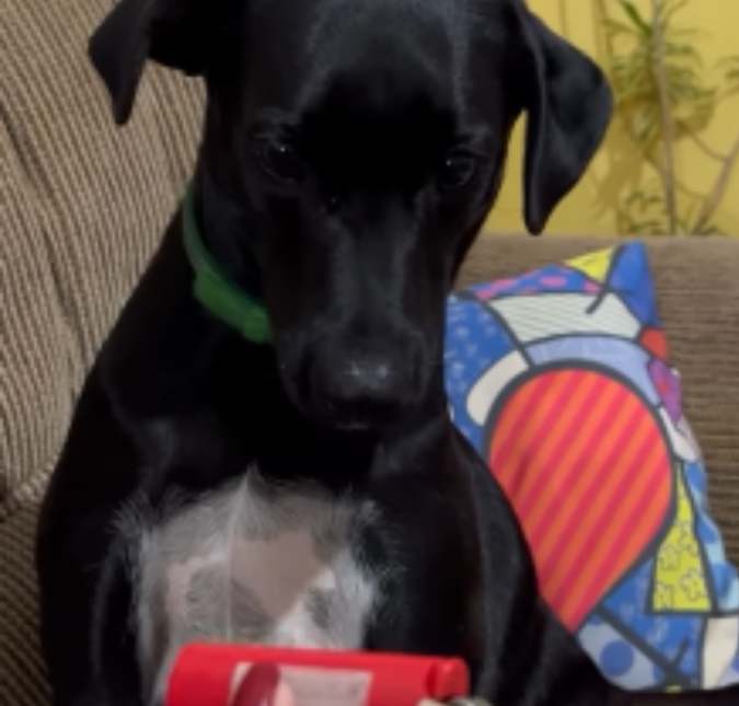 Cachorro faz cara de paisagem enquanto esconde isqueiro na boca; confira vídeo!