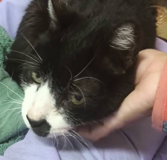 Fofurinha! Gatinho encanta a <i>web</i> ao pedir que mulher não pare com carinho