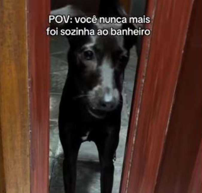 Juntas até o fim! Cachorrinha viraliza ao acompanhar a tutora até mesmo no banheiro; assista