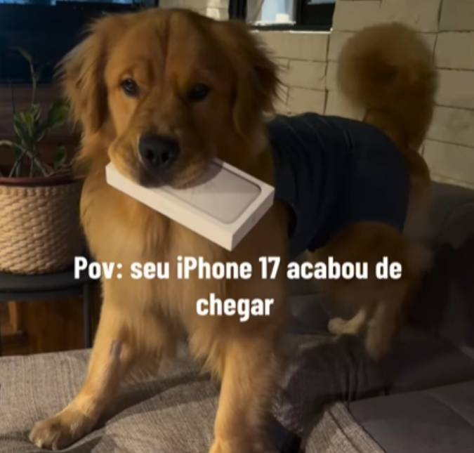 Brinquedo novo, mamãe? <i>Golden Retriever</i> se diverte ao correr com celular novinho na boca (e tutora se desespera!)