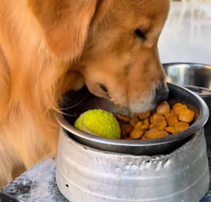 Cachorro diverte internautas ao mostrar mania inusitada na hora de comer
