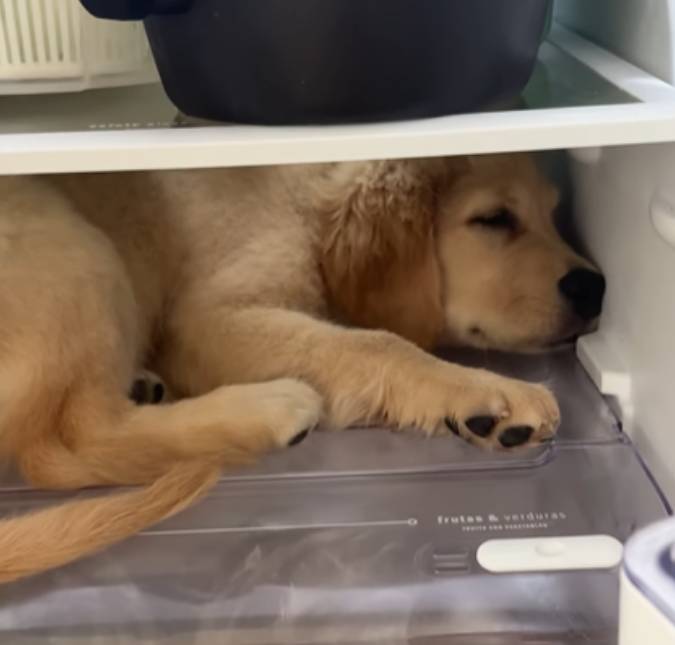 Cachorrinha viraliza ao entrar na geladeira para fugir do calor e ignorar ordem da tutora
