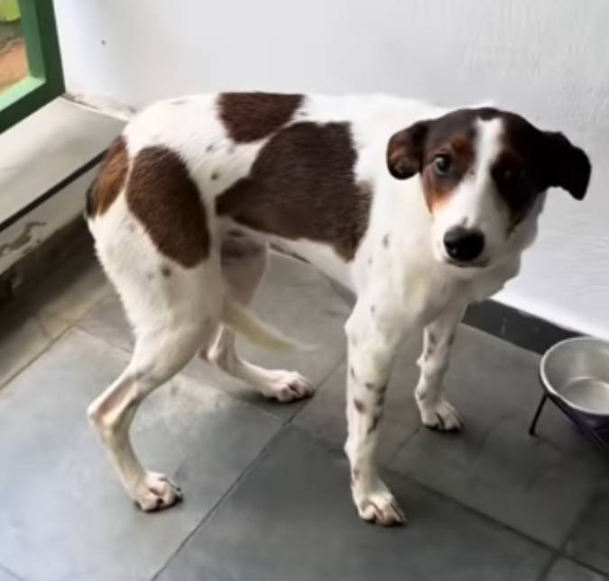 Cruella, é você?! Cachorrinha se assusta ao ver novo visual da tutora