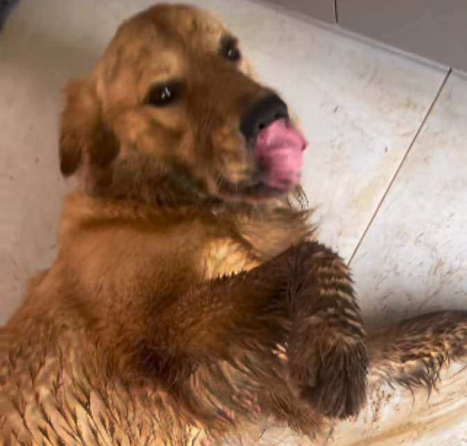 A chuva não é problema! Golden aparece sujo de lama em dia de diversão (e vai ser o vídeo mais fofo que você vai ver hoje!)