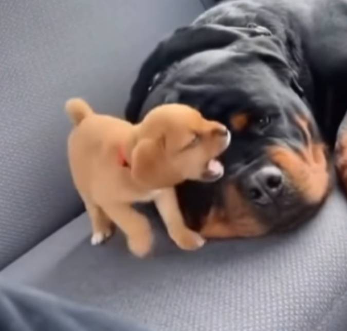Filhotinho chorão leva <i>bronca</i> de <i>Rottweiler</i> durante passeio de carro e reação do pequeno é hilária; assista!